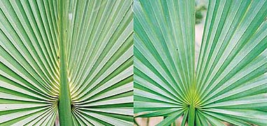 Sabal Leaf Comparison